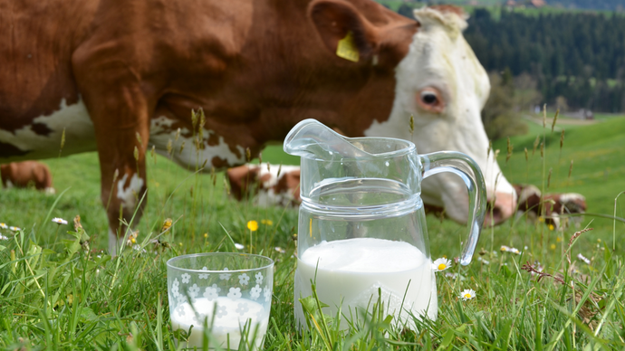 The Amazing Benefits of Organic Milk for Toddlers