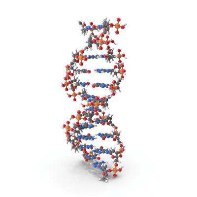 DNA determines a person's final height. However, lack of proper nutrition or a balanced diet plays a major role in a child not reaching their full height potential.