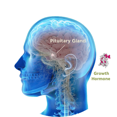 Genetic predisposition can cause a lack of hormones needed for growth to be produced. These hormones are produced by the pituitary gland, located in the middle of the brain.
