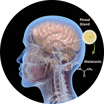 Combining melatonin and L-theanine can promote better sleep. L-theanine's sleep benefits are enhanced by its potential to raise serotonin levels, aiding melatonin production in the pineal gland.