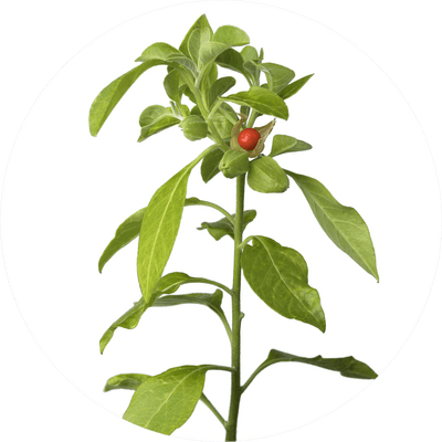 Our growth pills and gummies contain the powerful adaptogen, Ashwagandha which enhances the body's resilience to stress. Studies have shown that Ashwagandha reduces levels of cortisol - the stress hormone in the body.